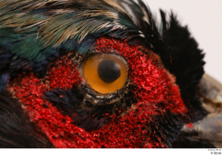 Pheasant  2 eye 0008.jpg